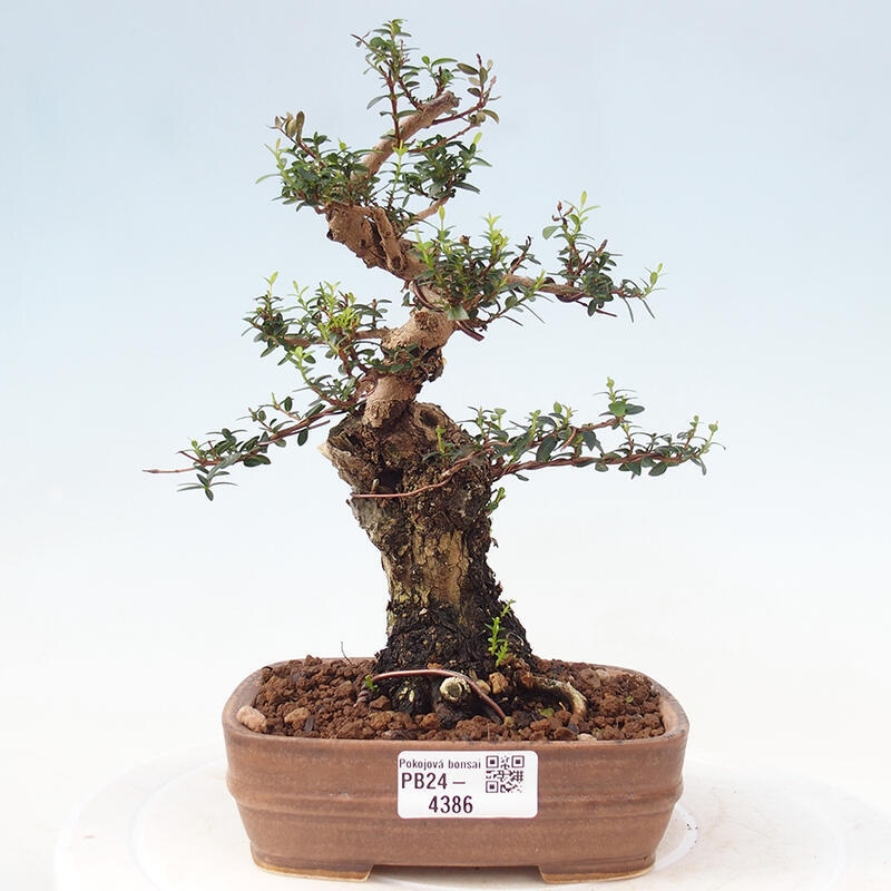 Izbová bonsai - Myrtus communis - Myrta obyčajná