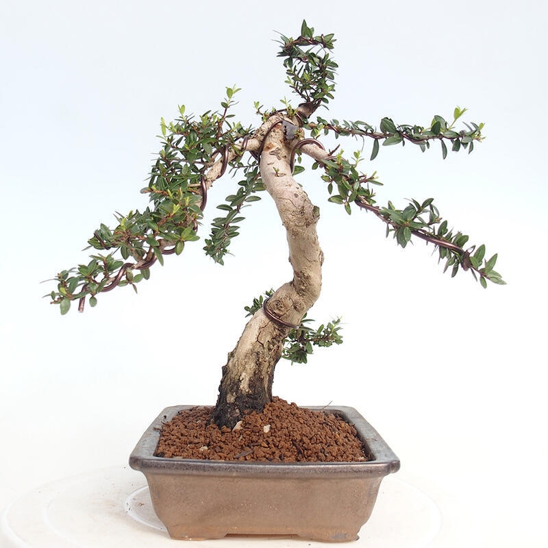 Izbová bonsai - Myrtus communis - Myrta obyčajná