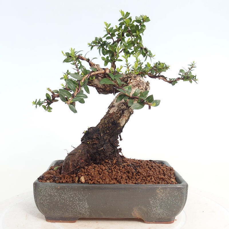 Izbová bonsai - Myrtus communis - Myrta obyčajná