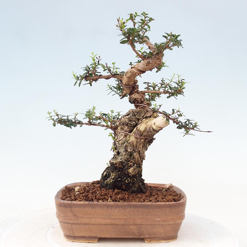 Izbová bonsai - Myrtus communis - Myrta obyčajná