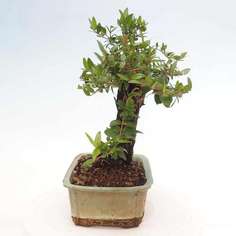 Izbová bonsai - Myrtus communis - Myrta obyčajná