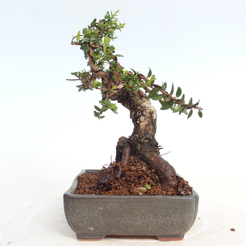 Izbová bonsai - Myrtus communis - Myrta obyčajná