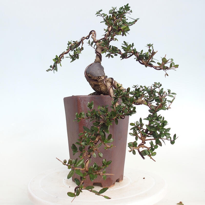 Izbová bonsai - Myrtus communis - Myrta obyčajná