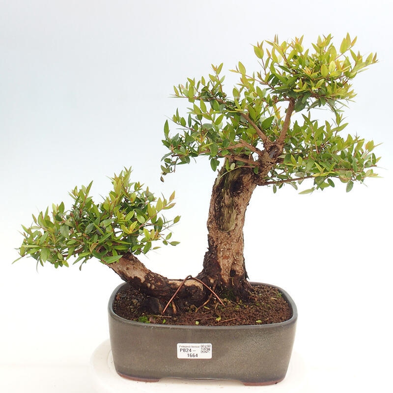 Izbová bonsai - Myrtus communis - Myrta obyčajná