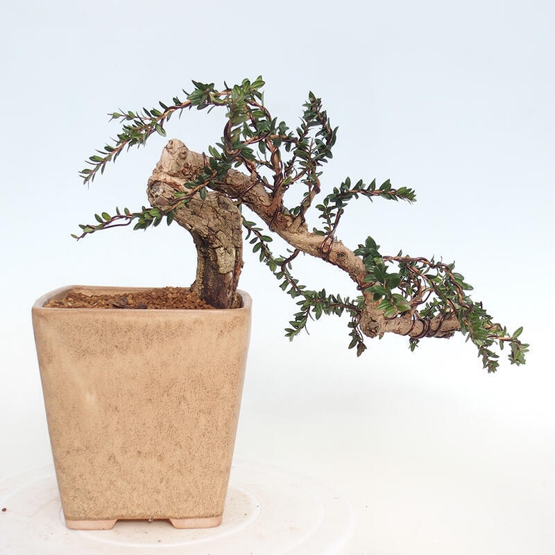 Izbová bonsai - Myrtus communis - Myrta obyčajná