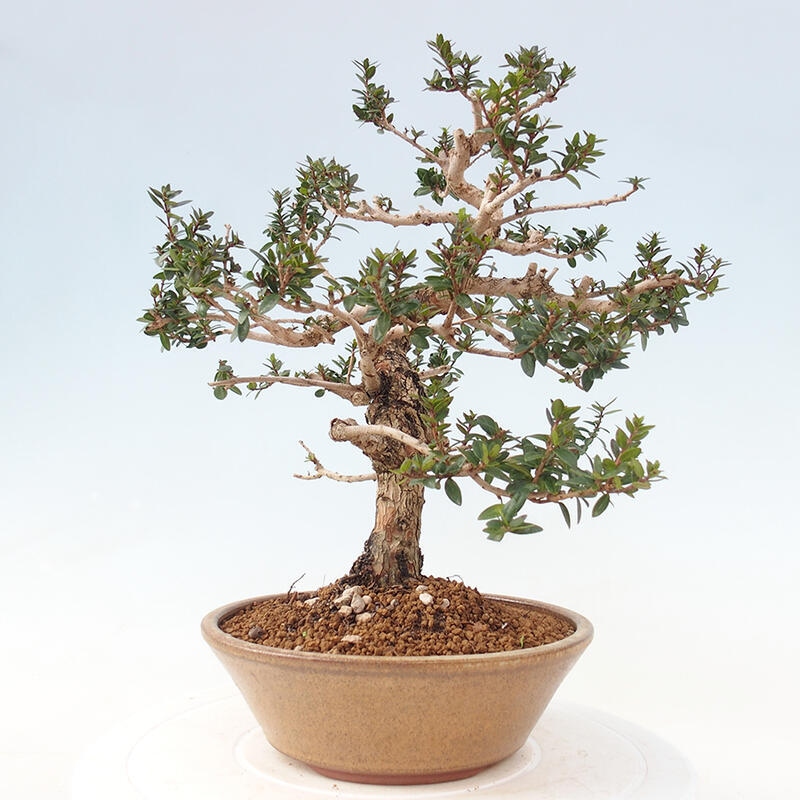 Izbová bonsai - Myrtus communis - Myrta obyčajná