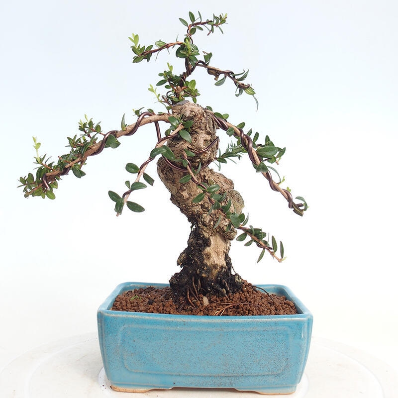 Izbová bonsai - Myrtus communis - Myrta obyčajná