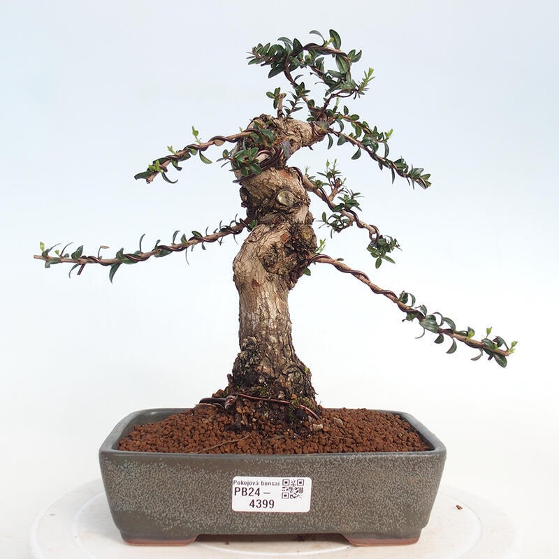 Izbová bonsai - Myrtus communis - Myrta obyčajná