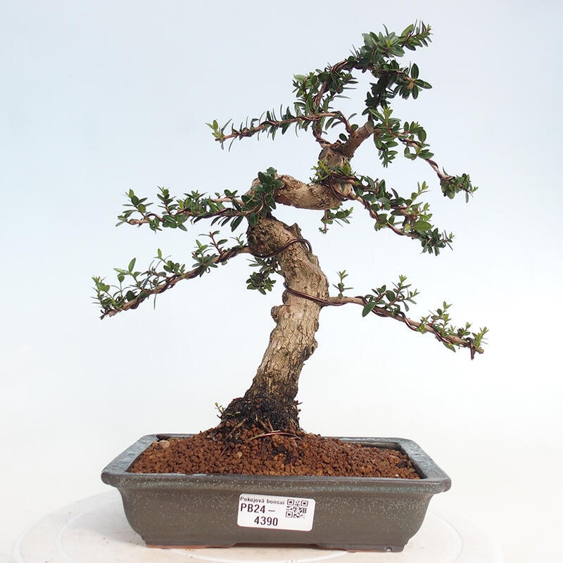 Izbová bonsai - Myrtus communis - Myrta obyčajná