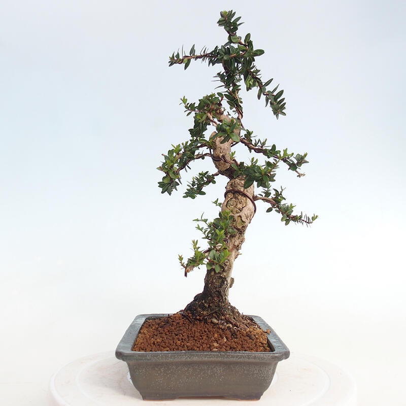 Izbová bonsai - Myrtus communis - Myrta obyčajná