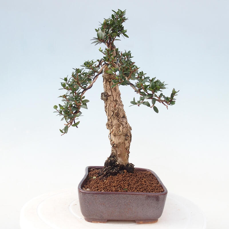 Izbová bonsai - Myrtus communis - Myrta obyčajná