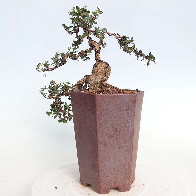 Izbová bonsai - Myrtus communis - Myrta obyčajná