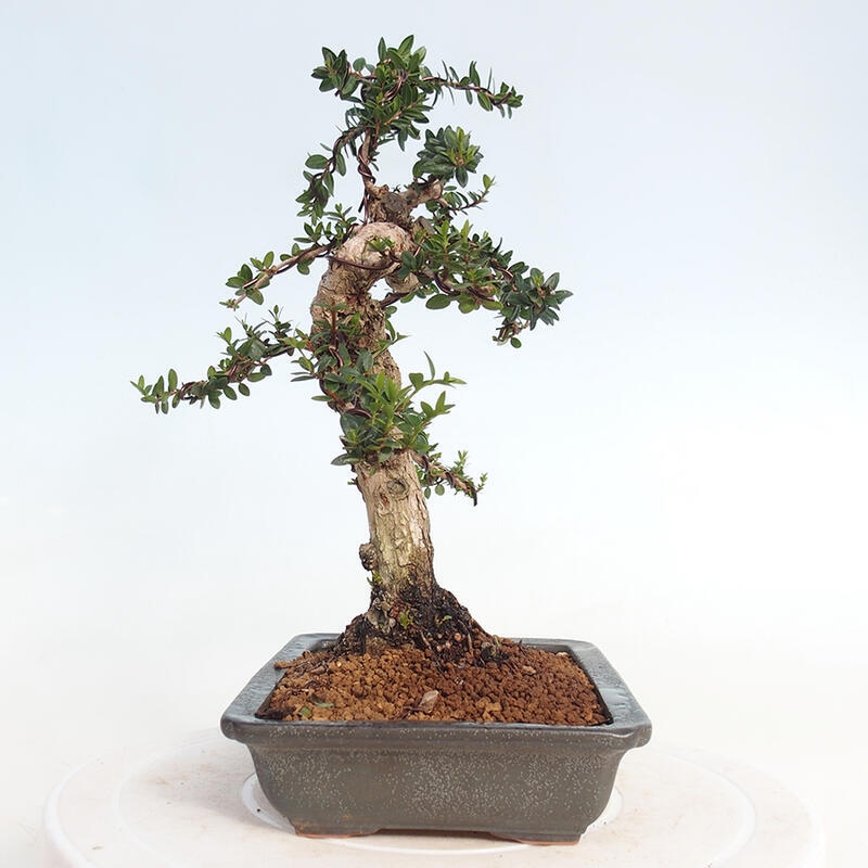 Izbová bonsai - Myrtus communis - Myrta obyčajná