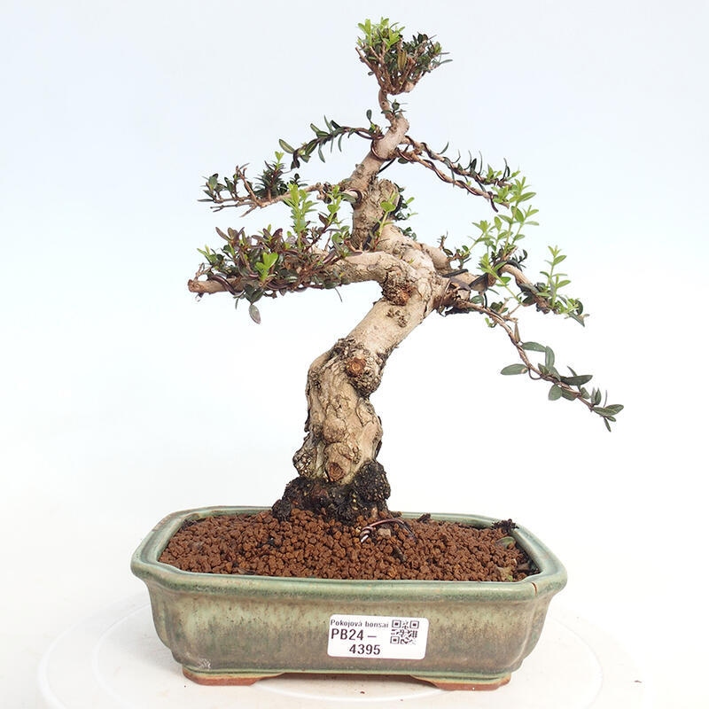 Izbová bonsai - Myrtus communis - Myrta obyčajná