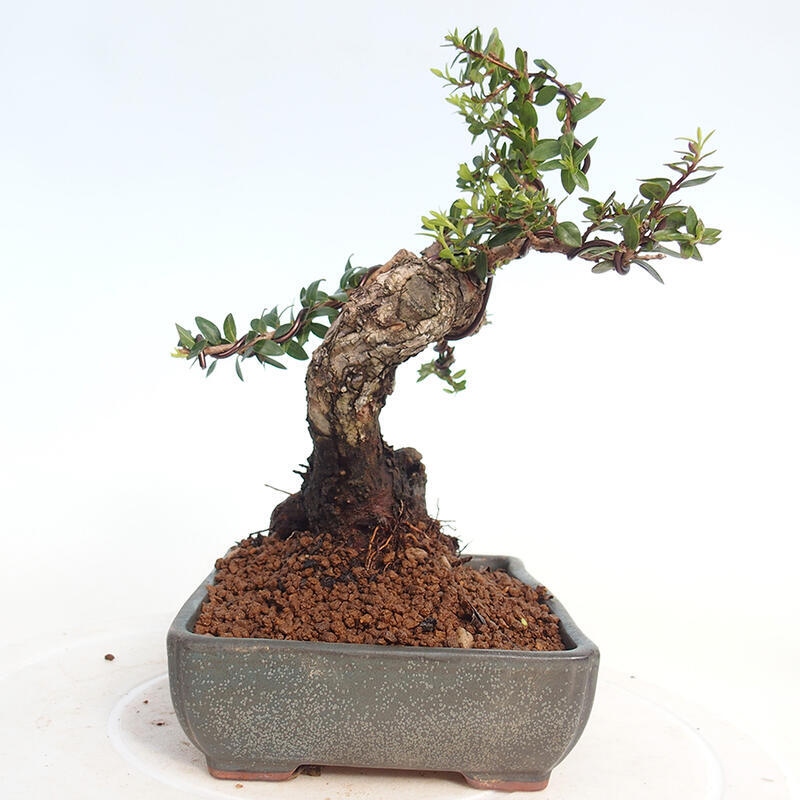 Izbová bonsai - Myrtus communis - Myrta obyčajná