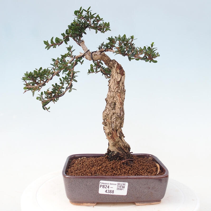 Izbová bonsai - Myrtus communis - Myrta obyčajná