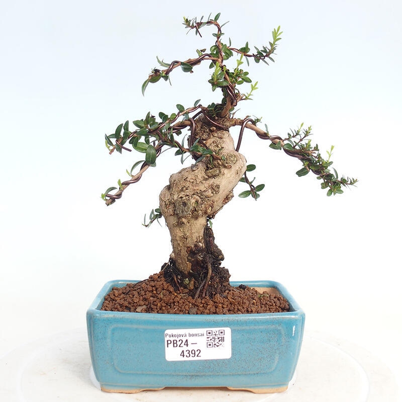 Izbová bonsai - Myrtus communis - Myrta obyčajná