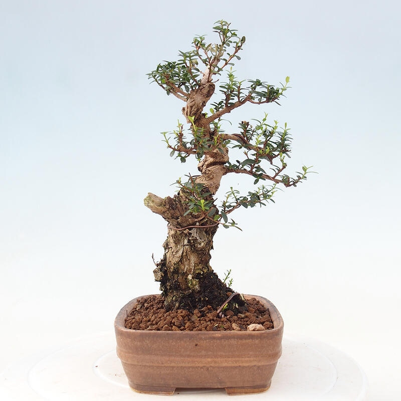 Izbová bonsai - Myrtus communis - Myrta obyčajná