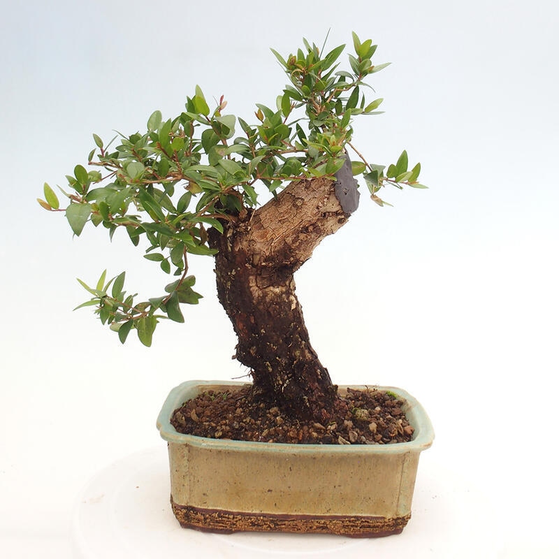 Izbová bonsai - Myrtus communis - Myrta obyčajná