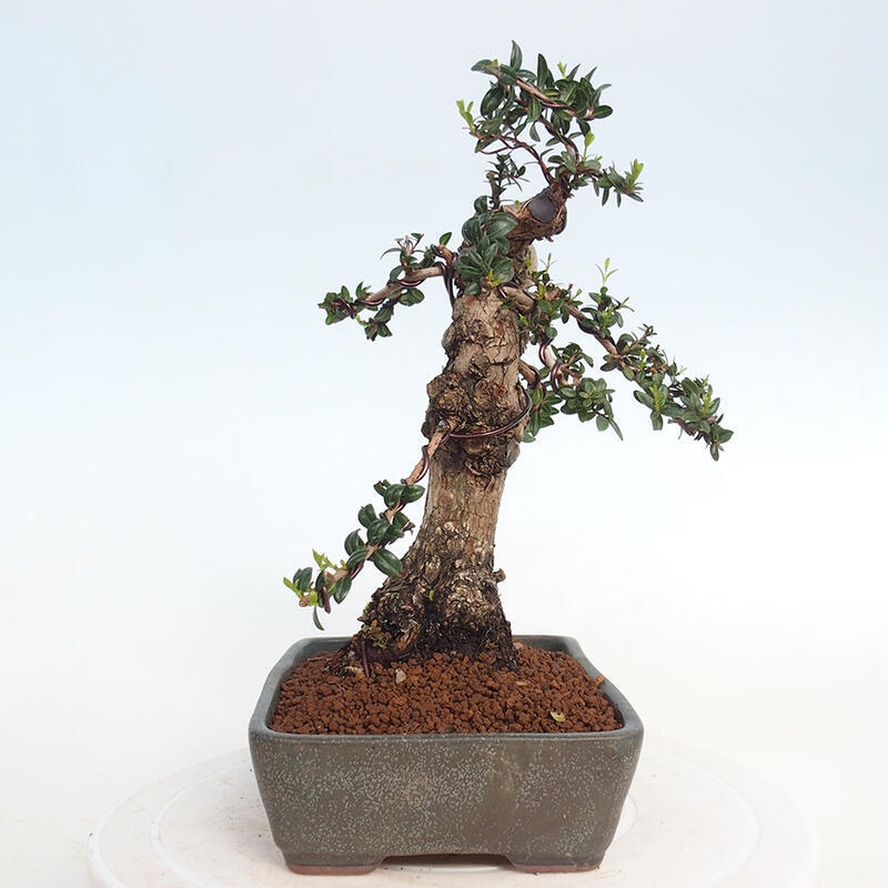 Izbová bonsai - Myrtus communis - Myrta obyčajná