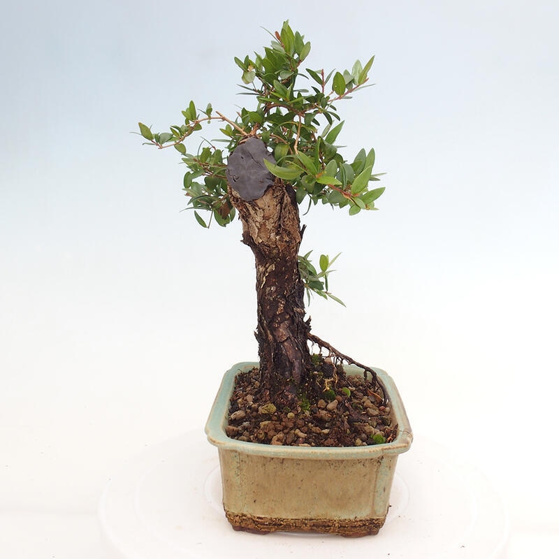 Izbová bonsai - Myrtus communis - Myrta obyčajná