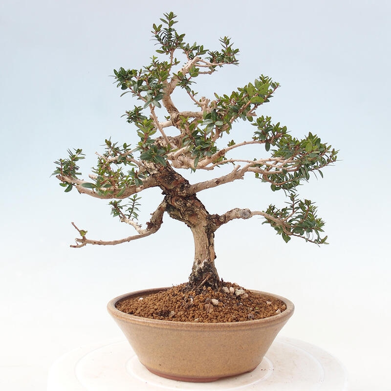 Izbová bonsai - Myrtus communis - Myrta obyčajná