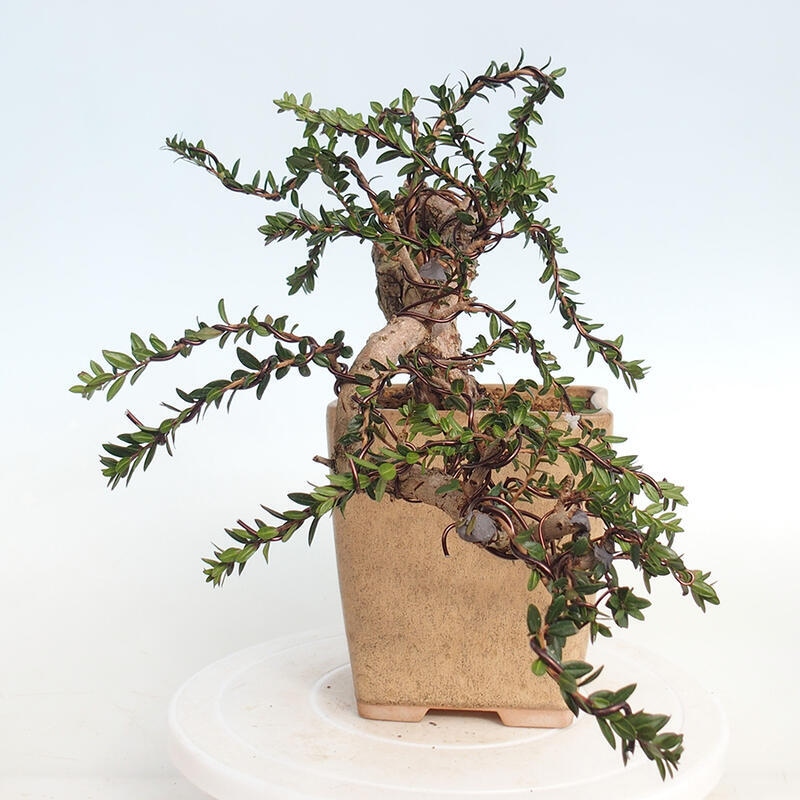 Izbová bonsai - Myrtus communis - Myrta obyčajná