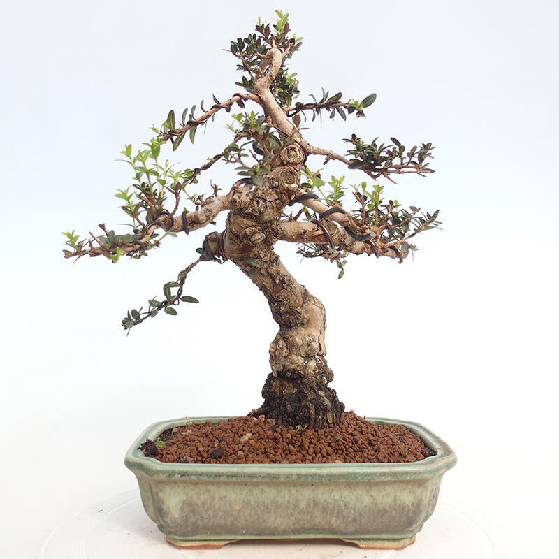 Izbová bonsai - Myrtus communis - Myrta obyčajná