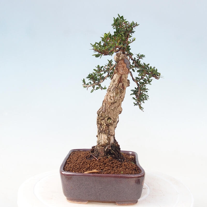 Izbová bonsai - Myrtus communis - Myrta obyčajná