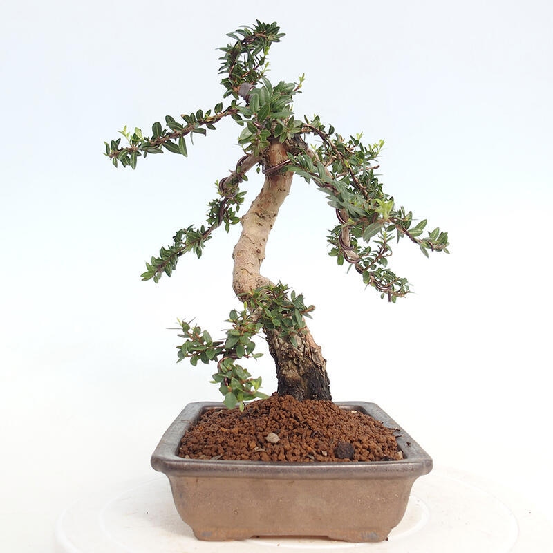 Izbová bonsai - Myrtus communis - Myrta obyčajná