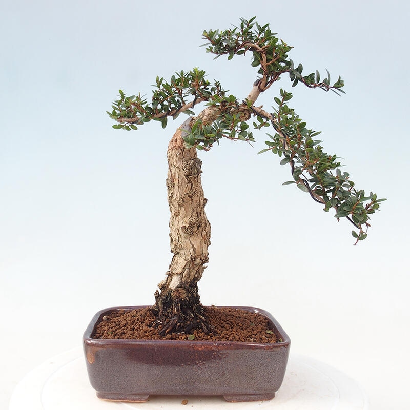 Izbová bonsai - Myrtus communis - Myrta obyčajná