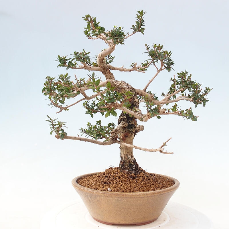 Izbová bonsai - Myrtus communis - Myrta obyčajná