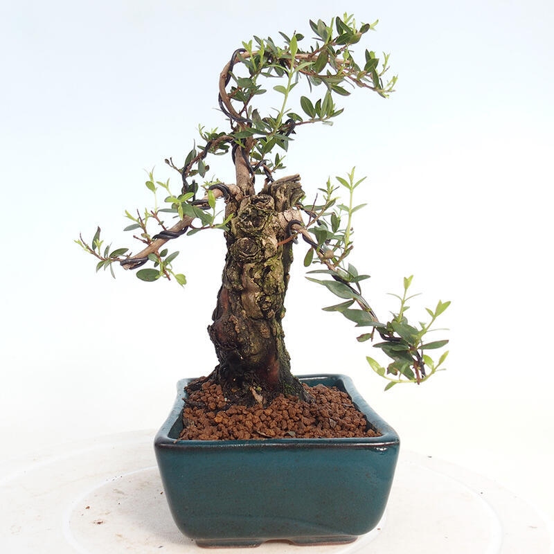 Izbová bonsai - Myrtus communis - Myrta obyčajná