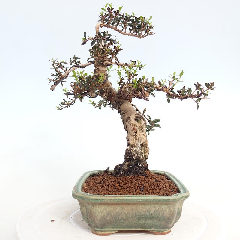 Izbová bonsai - Myrtus communis - Myrta obyčajná