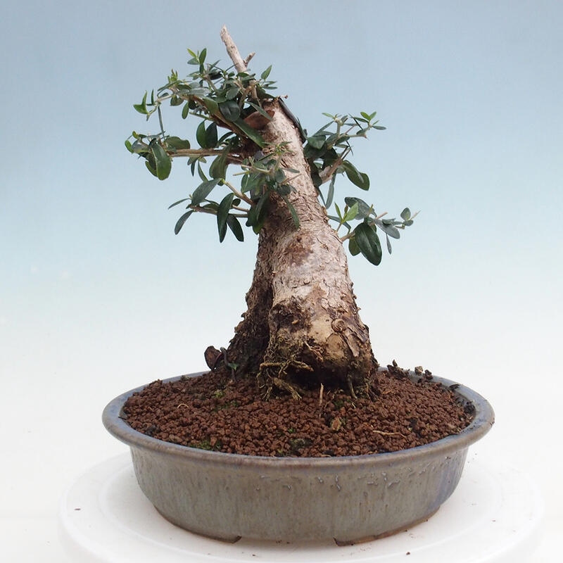 Izbová bonsai - Olea europaea sylvestris -Oliva európska drobnolistá