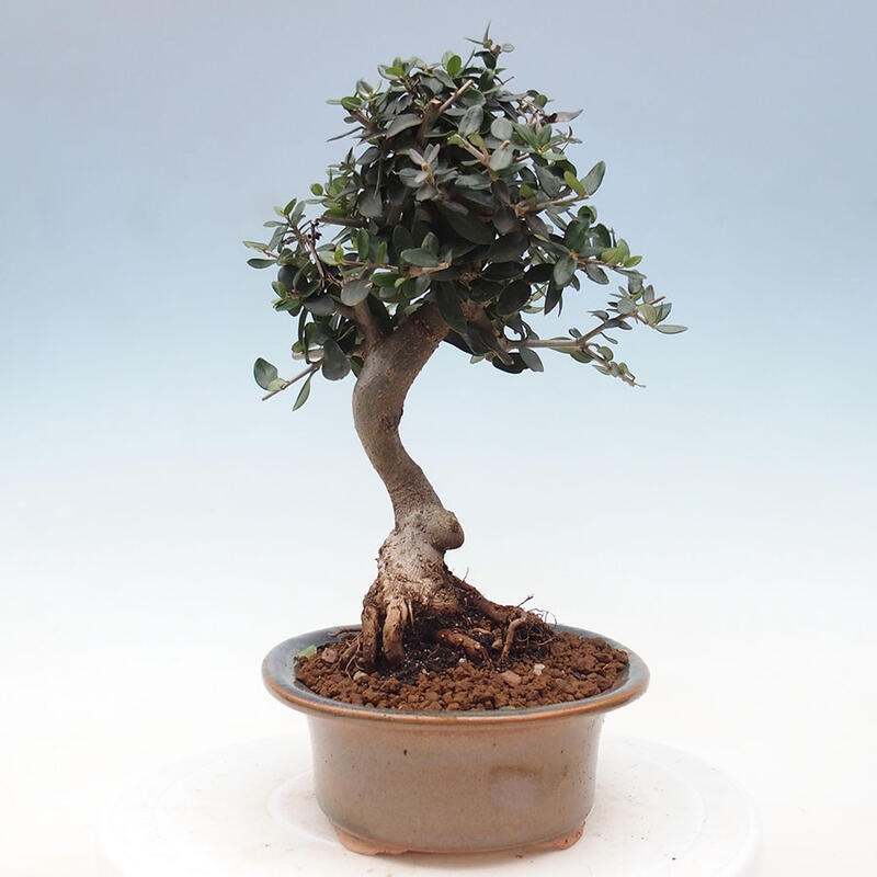 Izbová bonsai - Olea europaea sylvestris -Oliva evropská drobnolistá