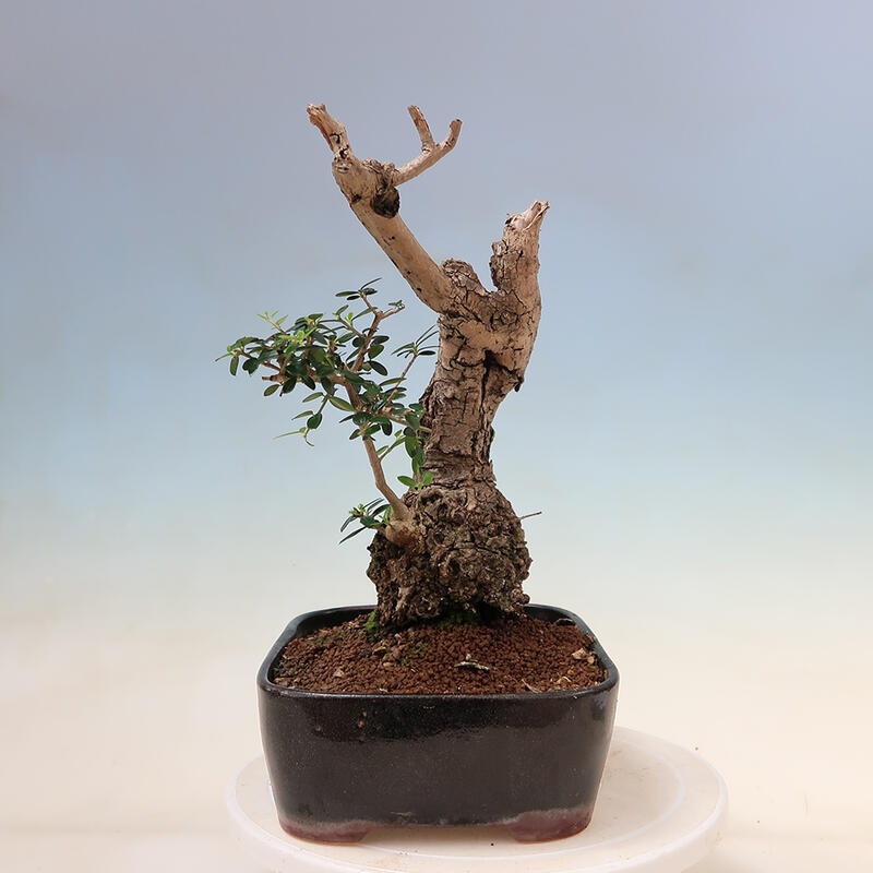 Izbová bonsai - Olea europaea sylvestris -Oliva evropská drobnolistá