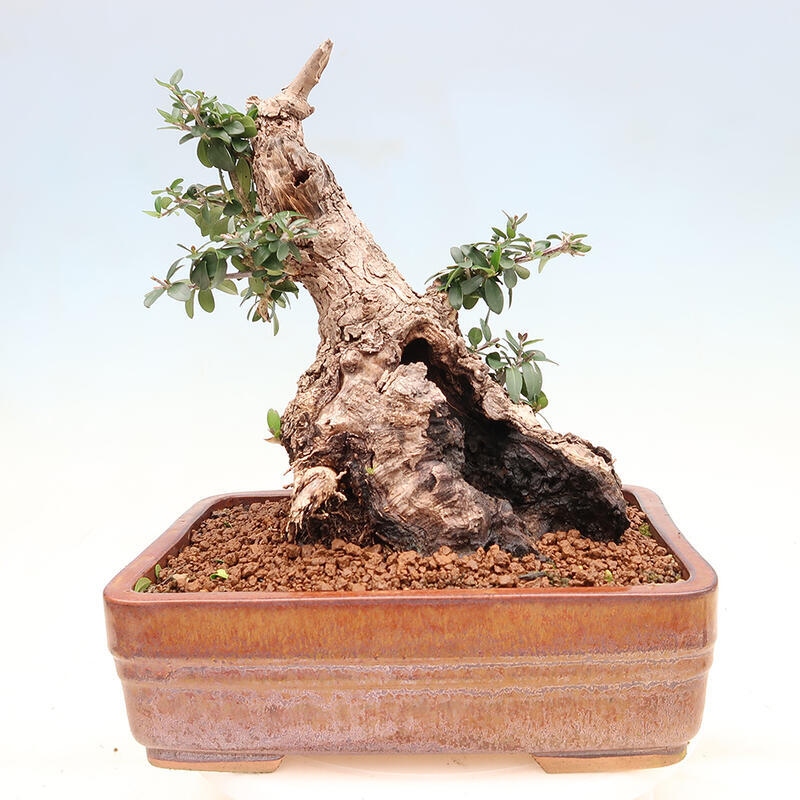 Izbová bonsai - Olea europaea sylvestris -Oliva európska drobnolistá