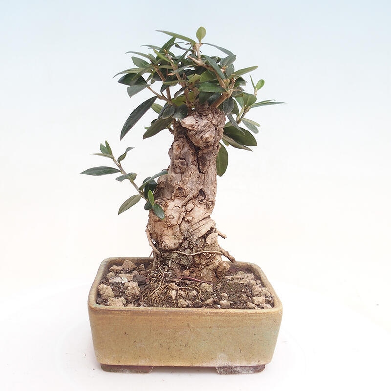 Izbová bonsai - Olea europaea sylvestris -Oliva evropská drobnolistá