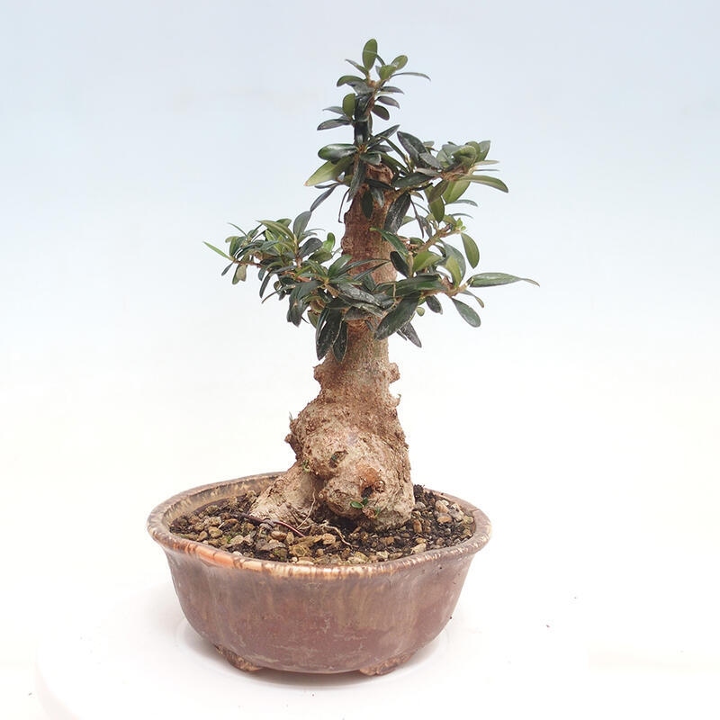 Izbová bonsai - Olea europaea sylvestris -Oliva evropská drobnolistá