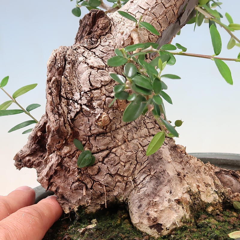 Izbová bonsai - Olea europaea sylvestris -Oliva evropská drobnolistá