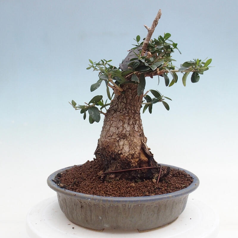 Izbová bonsai - Olea europaea sylvestris -Oliva európska drobnolistá