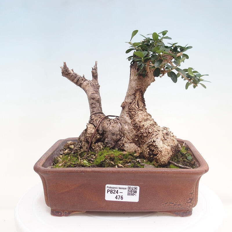 Izbová bonsai - Olea europaea sylvestris -Oliva evropská drobnolistá