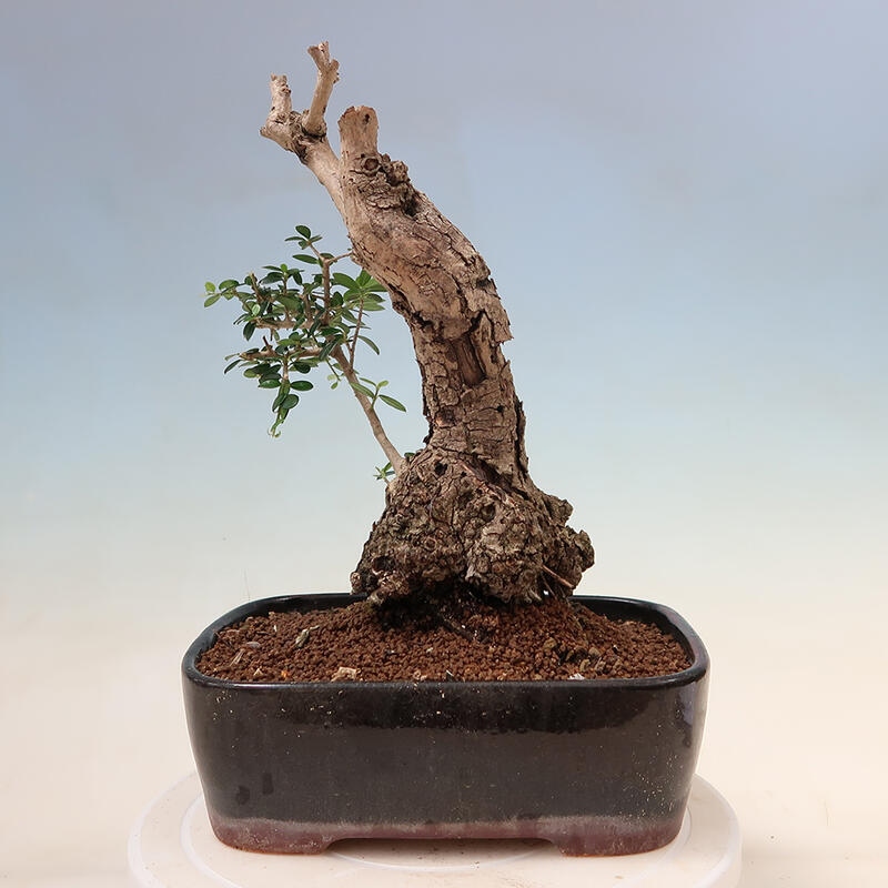 Izbová bonsai - Olea europaea sylvestris -Oliva evropská drobnolistá