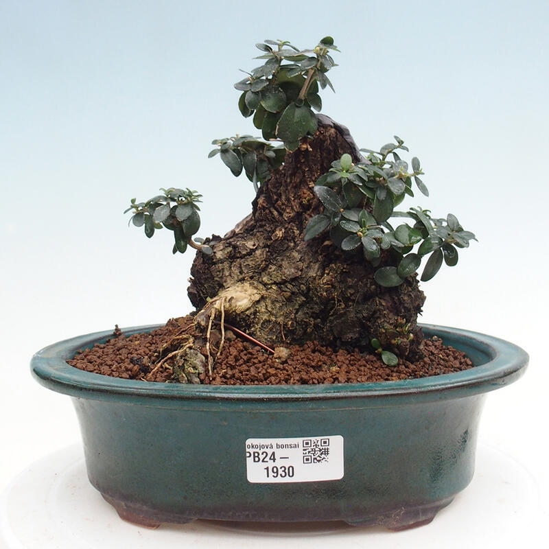 Izbová bonsai - Olea europaea sylvestris -Oliva európska drobnolistá