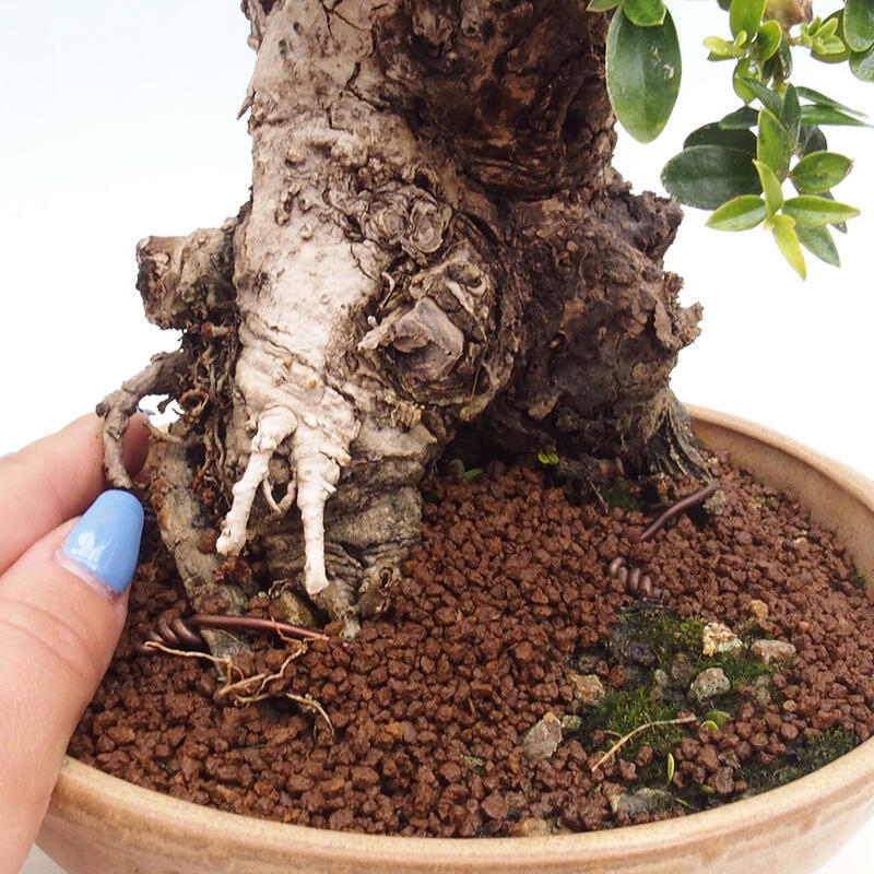 Izbová bonsai - Olea europaea sylvestris -Oliva európska drobnolistá