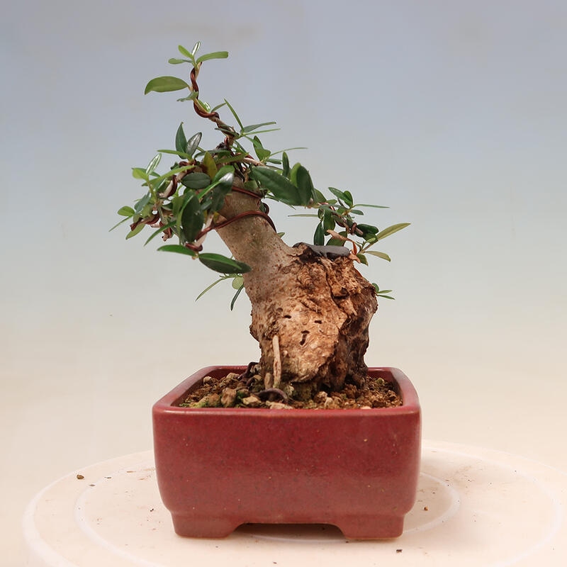 Izbová bonsai - Olea europaea sylvestris -Oliva evropská drobnolistá