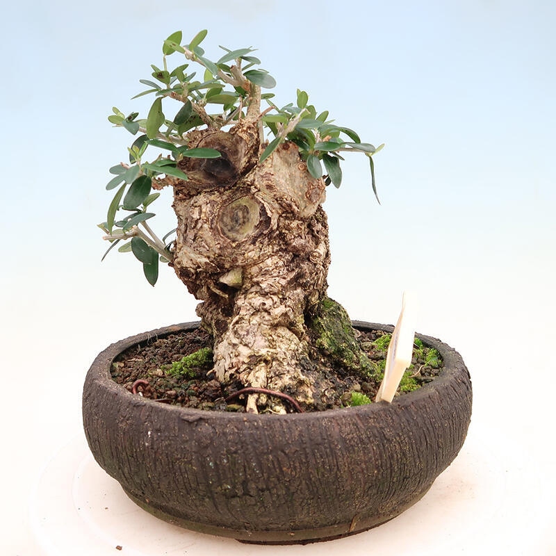 Izbová bonsai - Olea europaea sylvestris -Oliva európska drobnolistá