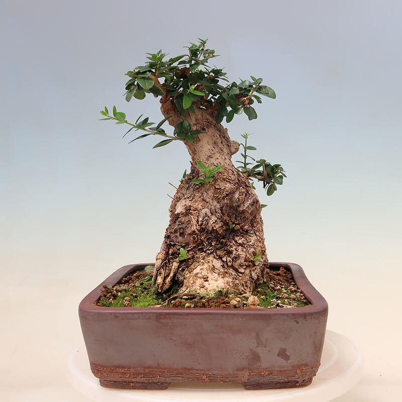 Izbová bonsai - Olea europaea sylvestris -Oliva evropská drobnolistá