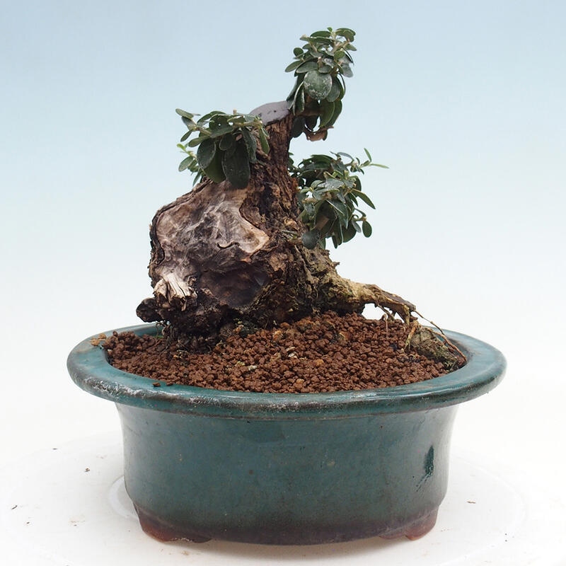 Izbová bonsai - Olea europaea sylvestris -Oliva európska drobnolistá